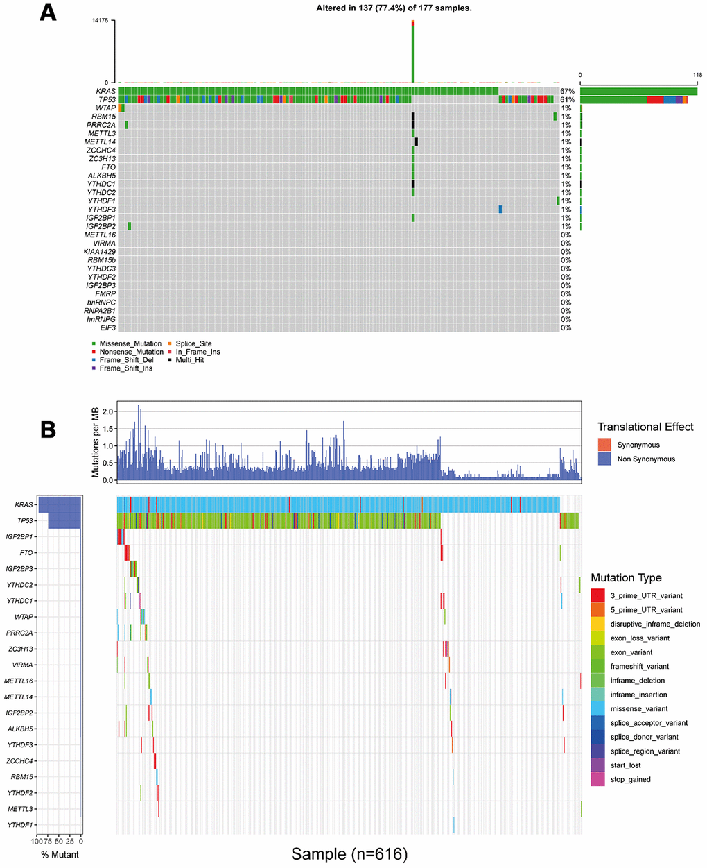 Landscape of somatic mutation status of m6A regulators in PAAD. (A) The mutation frequency of 24 m6A regulators in 177 patients from TCGA
