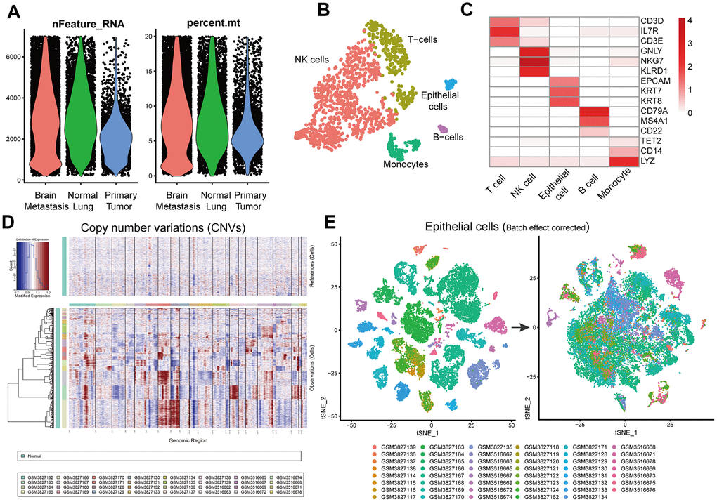 Identification of normal lung epithelial cells and tumor cells. (A) Violin plots show genes numbers and the percentage of mitochondrial genome per single cell from the primary LUAD and brain metastatic tissues, and the normal lung tissues from the GSE123902 [13] and GSE131907 [14] datasets. (B) The tSNE plot demonstrates five different cell types in a single non-tumor lung tissue sample and highlights annotation accuracy of the Single R package analysis. (C) Heatmap shows the expression of marker genes in different cell types from a single non-tumor lung tissue sample. (D) InferCNV plot shows diverse chromosomal copy number variation (CNVs) in the tumor cells from primary and metastatic LUAD tissue samples. Normal lung tissue samples are used as controls. (E) Seurat analysis results with batch effect correction after integrating primary and metastatic LUAD and normal lung epithelial cells.
