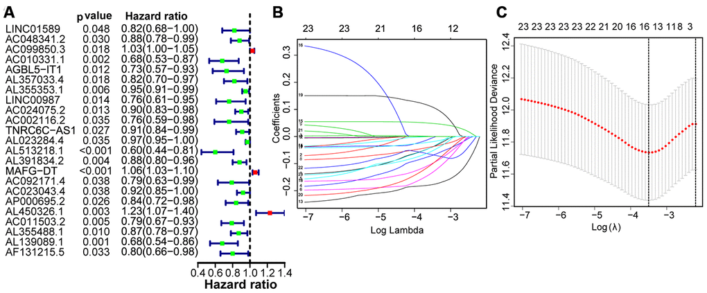 Identification of autophagy-related lncRNAs with prognostic value. (A) Risk ratio forest plot shows that 23 autophagy-related lncRNAs were significantly related to OS. (B) Adjusted parameters of LASSO regression model. (C) Illustration for LASSO coefficient spectrum of prognostic lncRNAs.