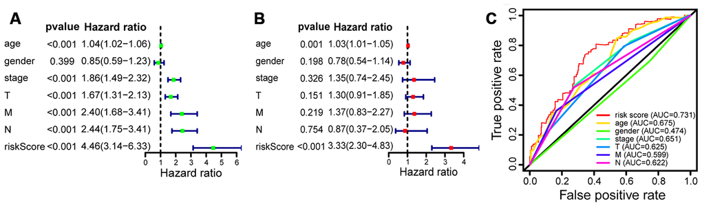 The prognostic value of clinicopathological characteristics and risk score. (A) Univariate Cox regression shows that the clinical factors of age, gender, clinical stage, TNM stage, and risk score were closely associated with OS. (B) Multivariate Cox analysis demonstrates that the 15-lncRNA signature is an independent prognostic factor for bladder cancer. (C) ROC curve analysis indicates that the 15-lncRNA signature is an excellent predictive indicator (AUC = 0.731).