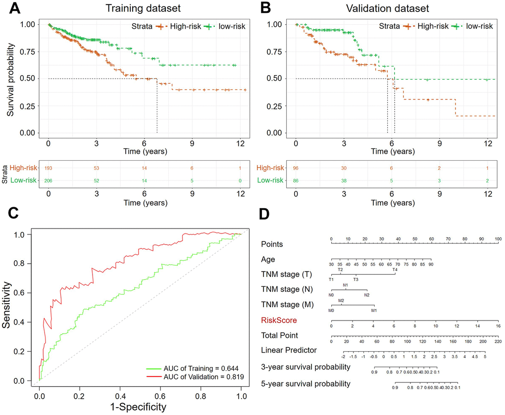The Kaplan–Meier curves of the OS for high-risk and low-risk. (A) Training dataset (p-value B) Validation dataset (p-value C) ROC analysis of sensitivity and specificity (Green: Training dataset, Red: Validation dataset; (D) Nomogram of clinicopathological characteristics and RiskScore.