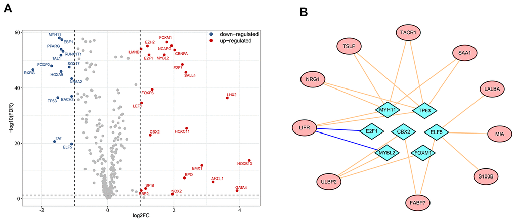 Regulatory network of survival-associated immunity-related genes based on differentially-expressed transcription factors. (A) Highlight of up- and down-regulated transcription factors in breast cancer. (B) The regulatory network between transcription factors and prognostic immunity-related genes. Survival-associated immunity-related genes are shown in ellipses and differentially-expressed transcription factors in diamonds. A pink line represents positive regulation and a blue line represents negative regulation.