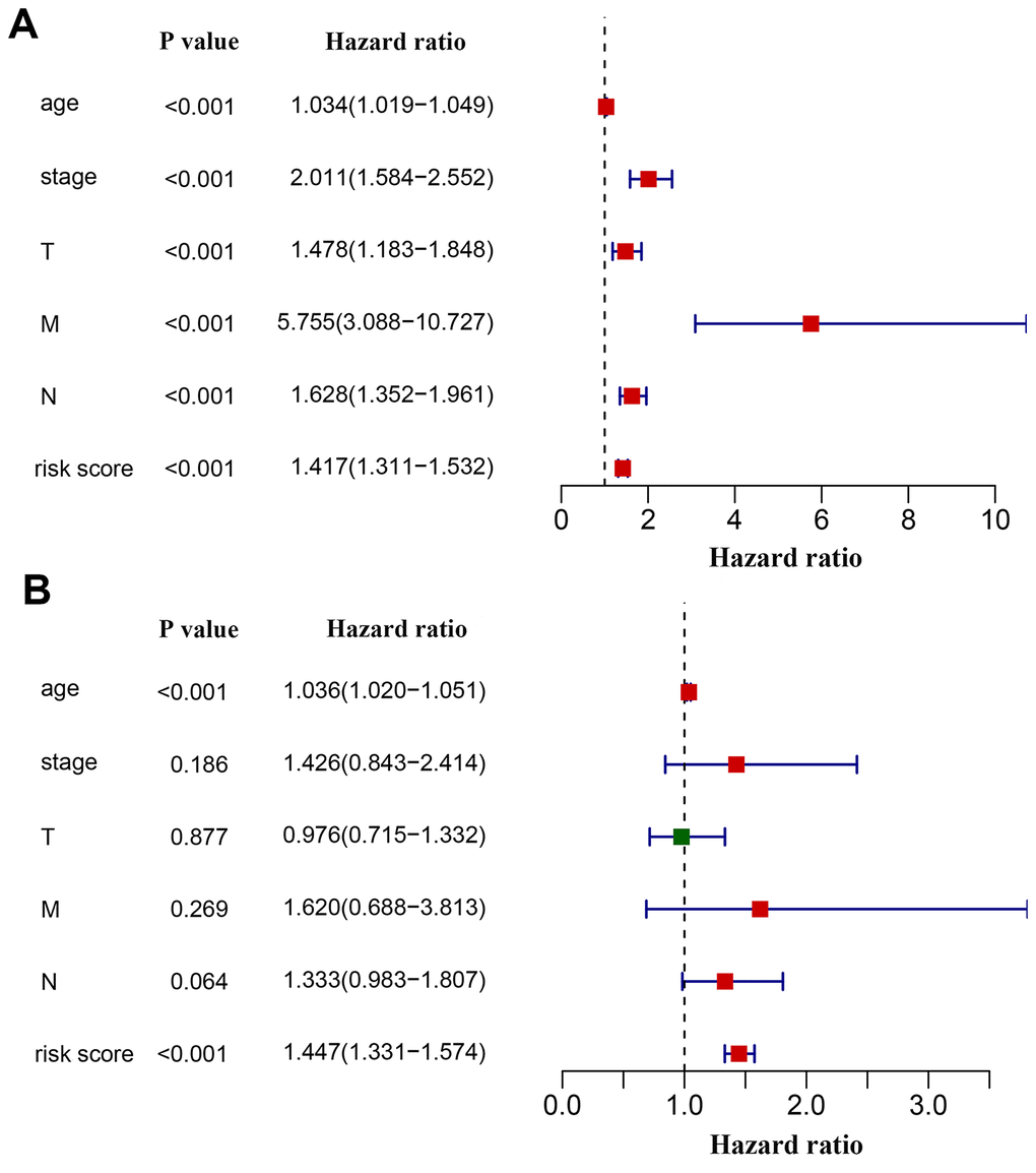 Effects of critical clinical characteristics on patients’ overall survival in breast cancer. (A) Forest plot showing prognostic values of age, stage, TNM staging and the immunity-based signature-derived risk score. (B) Forest plot showing the prognostic value of age, stage, TNM staging and risk score as an independent factor.
