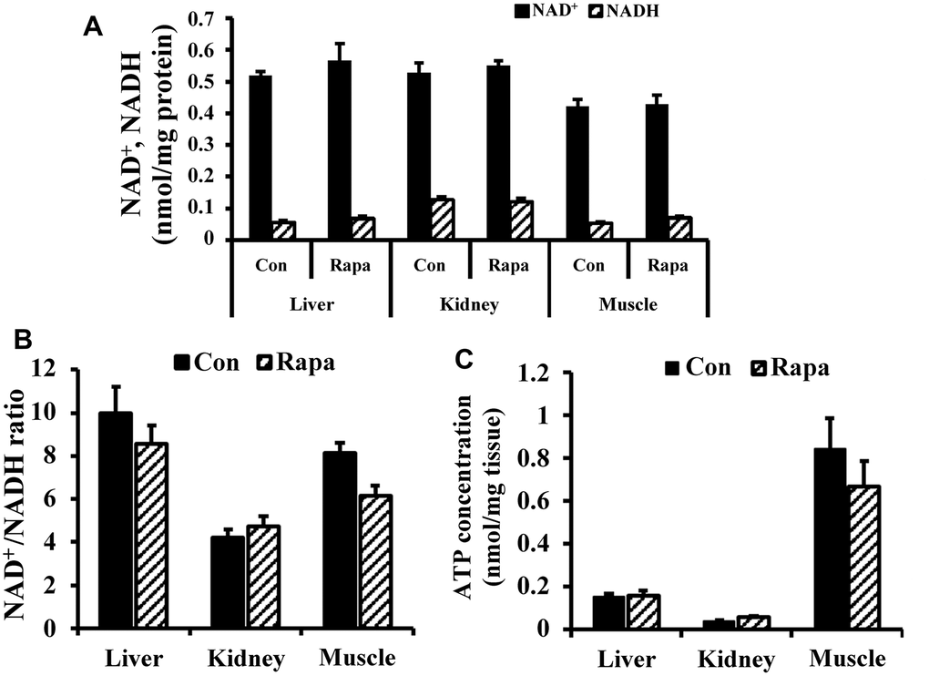 NAD redox status and bioenergetics in kidney, liver, and muscle tissues of young mice. (A) NAD+ and NADH concentrations, (B) NAD+/NADH ratio, and (C) ATP concentration in liver, kidney, and muscle tissues of young mice.