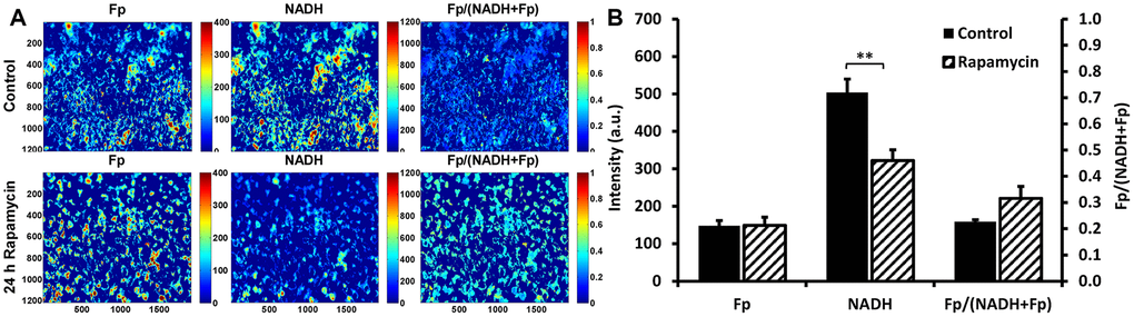 Optical redox imaging of live C2C12 myoblasts. (A) Typical redox images of control or rapamycin-treated cells, where the color bars in Fp or NADH images represent the intensities of the signals in arbitary unit and that for Fp/(NADH+Fp) represents the redox ratio ranging from 0 to 1; (B) Quantification of the redox imaging results (unpaired 2-tailed Student’s t test assuming unequal variance), n = 4. **, P 