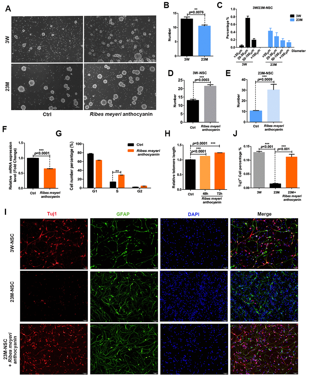 Ribes meyeri anthocyanins rescue the senescence phenotype of mouse neural stem cells (mNSCs). (A) Neurospheres clonally derived from 23-month-old (23M-NSC) and 3-week-old (3W-NSC) mouse brains and treated with 100 pg/mL R. meyeri anthocyanins. (B) Differences in neurosphere numbers between 23M-NSC and 3W-NSC. (C) The shape of 3W-NSC neurospheres was more uniform, with an increased number and size (20–50 μm) compared with 23M-NSC neurospheres. (D, E) Treatment with R. meyeri anthocyanins increased the numbers of both 3W-NSC- and 23M-NSC-derived neurospheres compared with controls. (F–H) In 23M-NSCs treated with 100 pg/mL R. meyeri anthocyanins for 48 h, p16ink4a mRNA expression, cell cycle, and relative telomere lengths were measured. (F) Cell senescence marker p16ink4a mRNA expression detected by qRT-PCR. (G) Cell cycles were determined using flow cytometry. (H) qRT-PCR detection of relative telomere length. (I) Immunofluorescence staining of TuJ1 and GFAP in 23M-NSCs treated with R. meyeri anthocyanins and control. (J) Quantification of (I). Data are presented as the mean ± SD of three independent experiments. *P P P 