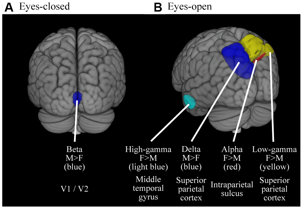 Cortical regions where the oscillatory powers were significantly different between gender. Colored areas represent the clusters where the oscillatory powers were significantly different between gender (p A) Results for EC condition (B) Results for EO condition. M, Males; F, Females.