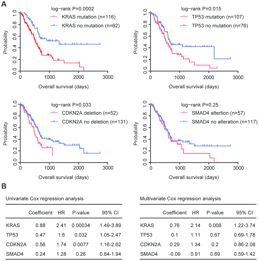 Prognostic relevance of genomic alterations in patients with pancreatic cancer. (A) Kaplan-Meier plots demonstrated the prognostic effects of KRAS, TP53, CDKN2A and SMAD4 alterations in patients with pancreatic cancer in TCGA PAAD datasets. The log-rank test was used to determine the different overall survival between patients with (red) or without (blue) genomic alterations. (B) Univariate and multivariate cox regression were used to test the prognostic significance of KRAS, TP53, CDKN2A and SMAD4 alterations in patients with pancreatic cancer in TCGA PAAD datasets. The log-rank test was used to determine the overall survival P-value. HR, hazard ratio; CI, confidence interval.