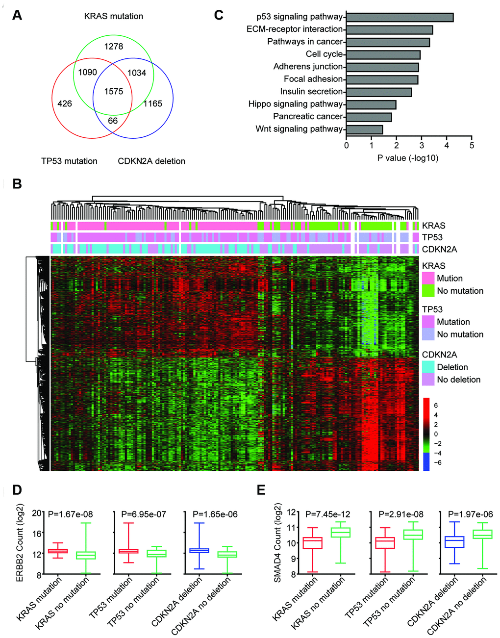 Identification of genomic alterations associated transcriptomic profiling. (A) Venn diagram depicted the number of commonly regulated genes by KRAS mutation, TP53 mutation and CDKN2A deletion in TCGA PAAD datasets. (B) Unsupervised clustering heatmap demonstrated the commonly regulated genes by KRAS mutation, TP53 mutation and CDKN2A deletion in TCGA PAAD datasets. Up-regulated (red), down-regulated (green) and unchanged (black) genes were delineated. (C) Functional pathway enrichment analysis of KRAS mutation, TP53 mutation and CDKN2A deletion commonly regulated genes using DAVID. The most significantly enriched pathways were shown. (D) Box plots showed the ERBB2 expression levels (log2 normalization count) in TCGA pancreatic cancer patients with or without genomic alterations. P values were performed using Student’s t test. (E) Box plots showed the SMAD4 expression levels (log2 normalization count) in TCGA pancreatic cancer patients with or without genomic alterations.