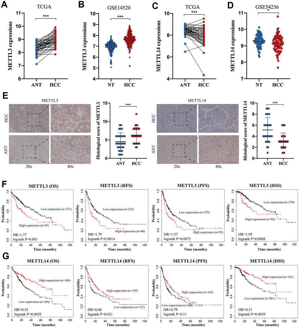 The opposite expression and prognostic value of METTL3 and METTL14 in HCC. (A, B) The expression of METTL3 in HCC tissues and NTs based on the TCGA database and GSE14520 analysis. (C, D) The expression of METTL14 in HCC tissues and NTs based on the TCGA database and GSE14520 analysis. (E) IHC analysis of METTL3 and METTL14 in HCC tissues and adjacent NTs. (F) The associations between METTL3 expression and OS, RFS, PFS, and DSS of HCC patients. (G) The associations between METTL14 expression and OS, RFS, PFS, and DSS of HCC patients. * p
