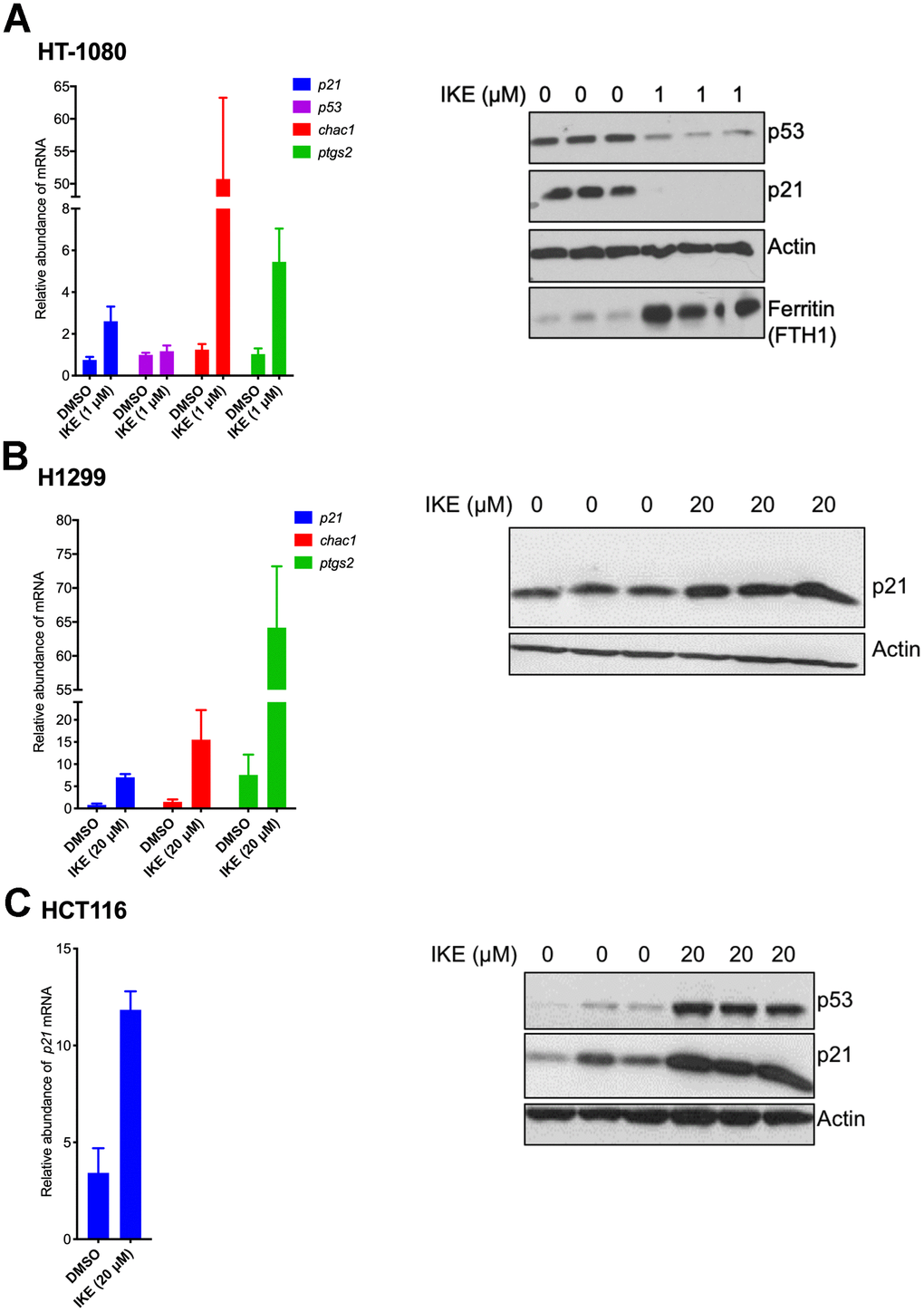 p21 mRNA is upregulated in both ferroptosis-sensitive and ferroptosis-resistant cells after treatment with IKE. (A–C) Left panels: Impact of IKE treatment on the mRNA levels of p21. (A) HT-1080 cells were treated for 16 hours while (B, C) H1299 and HCT-116 cells were treated for 48 hours. mRNA levels of ptgs2 and chac1 were measured in (A, B) as markers of ferroptosis. Right panels: the corresponding protein levels in the cells used in the left panels are shown. The data in left panels of (A–C) represent the mean ± SE for three biological replicates with two technical replicates each.