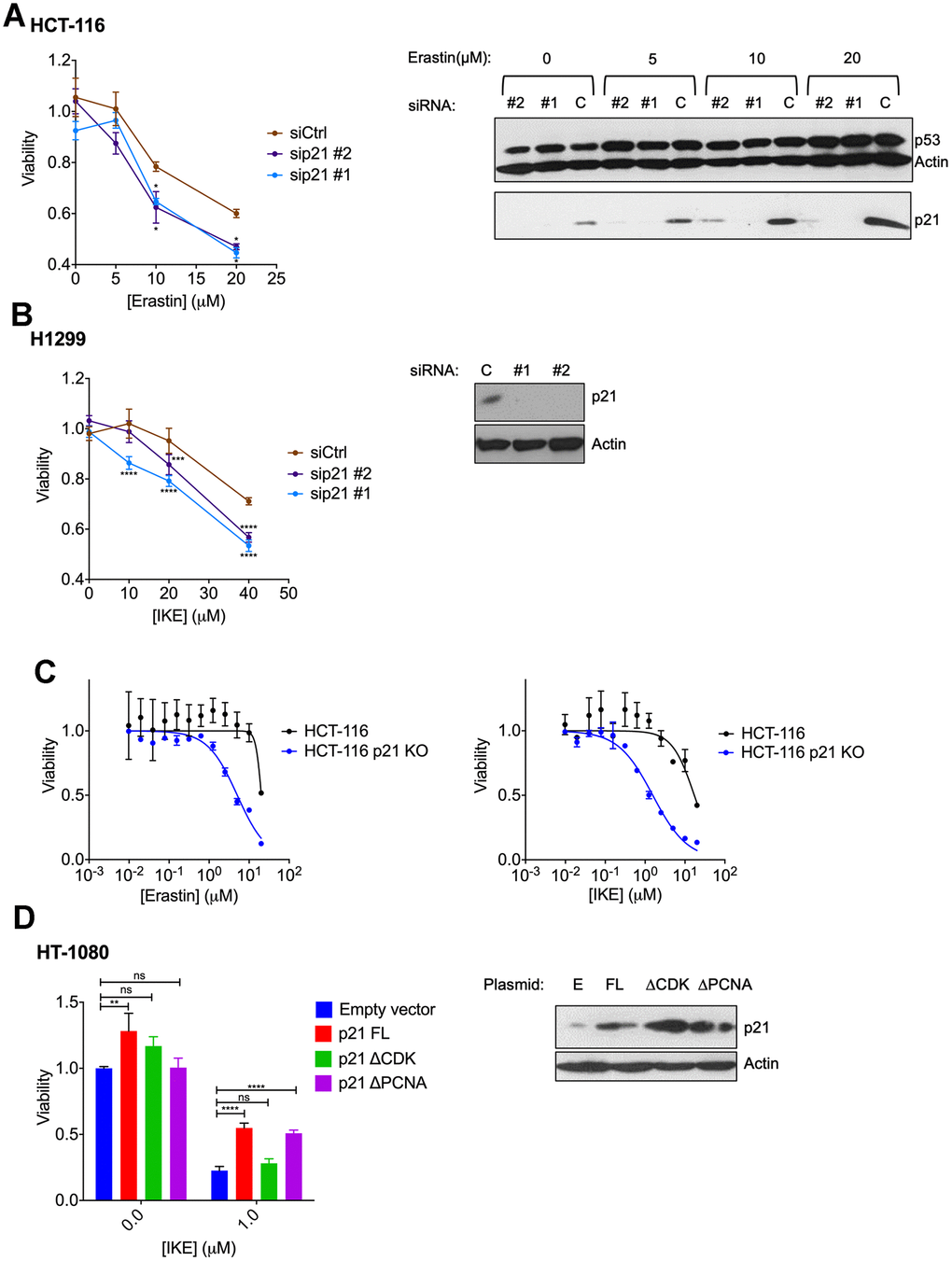 Altering p21 protein levels changes the sensitivity of cells to ferroptosis. (A, B) HCT116 (A) or H1299 (B) cells were transfected with two different siRNAs (#1, #2) directed against p21 mRNA for 24 hours, and then treated with erastin or IKE as indicated for an additional 48 hours. As a control, cells were transfected with luciferase siRNA a (siCtrl/C). The right panels in A and B show the corresponding changes in p21 protein levels. (C) HCT-116 cells and HCT116 p21 (-/-) cells were treated with increasing doses of either erastin (left panel) or IKE (right panel) for 48 hours. (D) Left panel: Viability of HT-1080 cells that were transfected with the indicated plasmids expressing p21 variants or an empty vector and then treated with either DMSO or IKE for 48 hours. The panel on the right shows the corresponding immunoblot detecting p21 protein levels. The data in (A, B) represent the mean ± SE for two of three independent experiments, in (C) represent the mean ± SE for two out of four independent experiments, in (D) represent the mean ± SE for three independent experiments. The viability data have been normalized to the DMSO control in (A–C) and to their respective untreated control in (D).