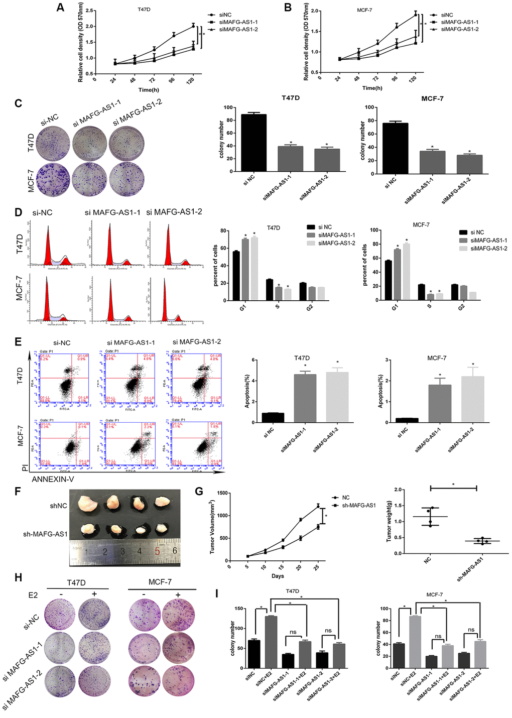 lncRNA MAFG-AS1 promotes the development of ER+ breast cancer through cell cycle and apoptosis. (A, B) Knockdown of MAFG-AS1 significantly decreased cell proliferation compared with si-NC cells in T47D and MCF-7 cell lines by MTT assay. (C) Colony formation number of T47D and MCF-7 cells transfected with si-MAFG-AS1 were significantly less than those transfected with si-NC. (D) MAFG-AS1 promoted cell cycle from G1 to S phase by flow cytometry. (E) MAFG-AS1 promoted antiapoptosis by Annexin-V/FITC double staining on cell apoptosis; the bar graph presents the percentage of apoptotic cells. (F) Tumor images of MCF-7-shNC and MCF-7-shMAFG-AS1 cells which were infected with lentiviruses carrying the indicated expression constructs injected into female nude mice pad for in situ tumor formation. (G) Tumor volume (left) and weight (right) in the sh-MAFG-AS1 group were significantly lower than those in the sh-NC group. (H, I) Colony formation of E2 combined with or without knocking down MAFG-AS1. Data are presented as the mean±SD of three independent experiments. *p
