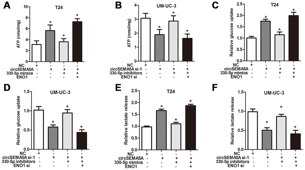 CircSEMA5A facilitates the glycolysis of BC cells via miR-330-5p/ENO1. (A–F) T24 cells were transfected with circSEMA5A overexpression plasmids, miR-330-5p mimics and ENO1 overexpression plasmids; UM-UC-3 cells were transfected with circSEMA5A siRNAs, miR-330-5p inhibitors and ENO1 siRNAs. The level of ATP (A and B), relative glucose uptake (C and D) and lactate production (E and F) were subsequently measured. Data are presented as mean ± SD. *P 