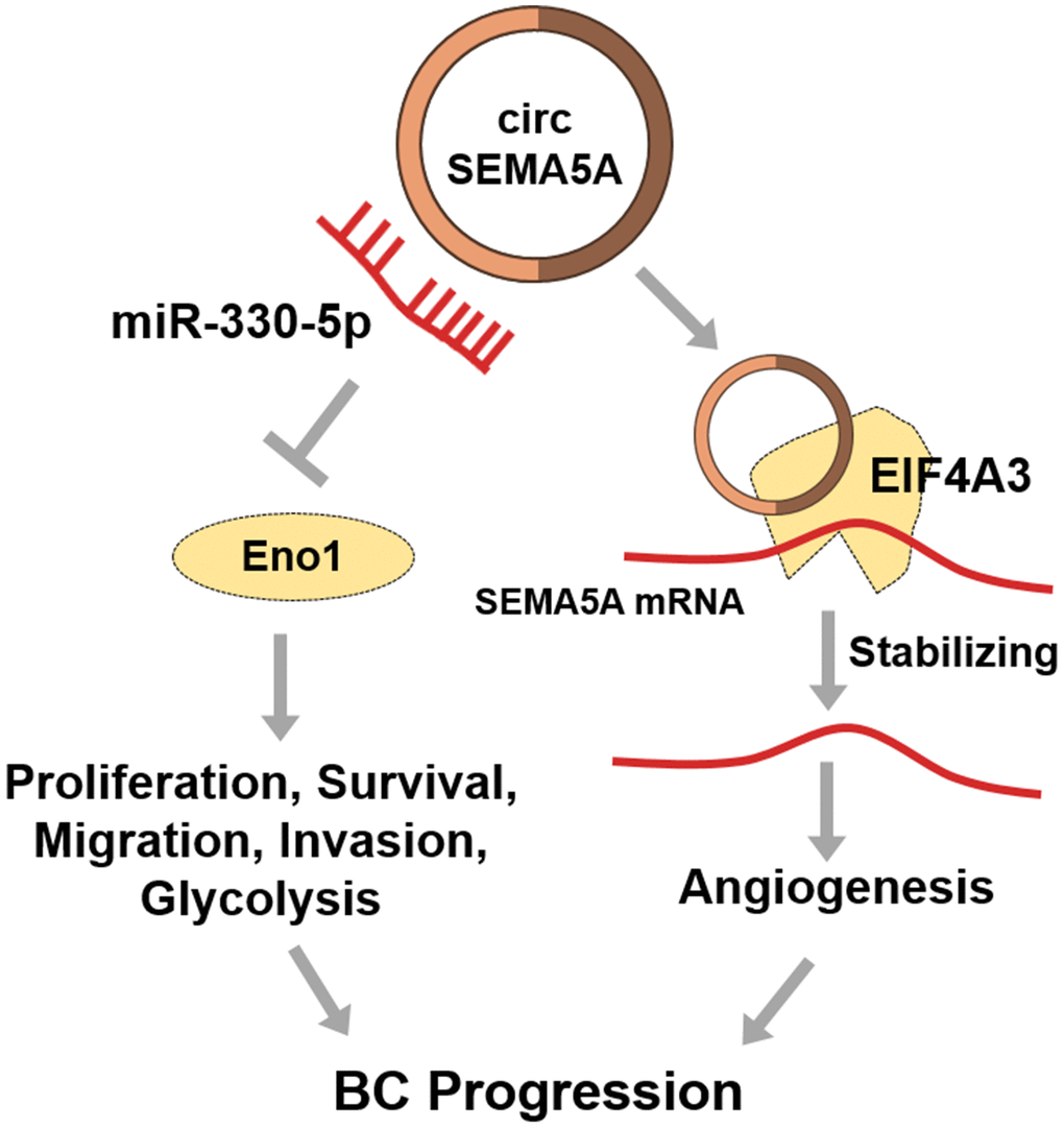 Diagram showing circSEMA5A regulation pathways in BC.