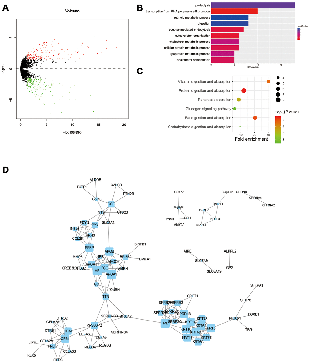 Differentially expressed genes in obesity patients are closely related to tumor regulation. (A) Differentially expressed genes (DEGs) between obesity and normal groups. (B) Gene Ontology (GO) analysis of DEGs. (C) KEGG pathway analysis of DEGs. (D) Protein-protein interaction (PPI) analysis of DEGs.