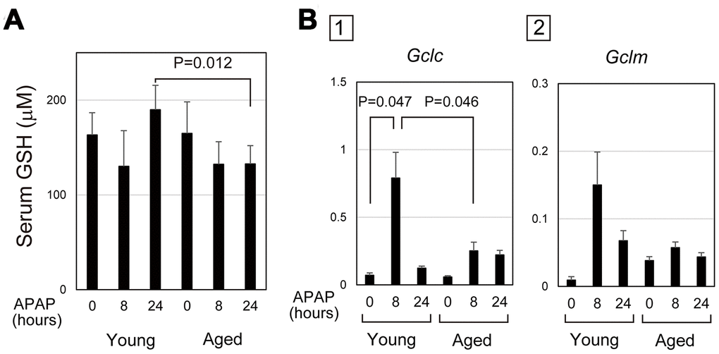 Defective glutathione synthesis in aged livers after APAP injury. (A) GSH oxidative stress is sustained in aged mice. Serum GSH is reduced at 8 hours after APAP administration in both young and aged mice. GSH levels are back to normal levels at 24 hours in young but not in aged mice. The graph shows average values with SEMs. (B) Expression of glutamate-cysteine ligase (GCL). Gclc, GCL catalytic subunit, is significantly upregulated at 8 and 24 hours after APAP administration in young mice. Gclm, the GCL modifier subunit, tends to be upregulated at 24 hours. By contrast, both Gclc and Gclm are not upregulated in aged mice. The graph shows average values with SEMs.