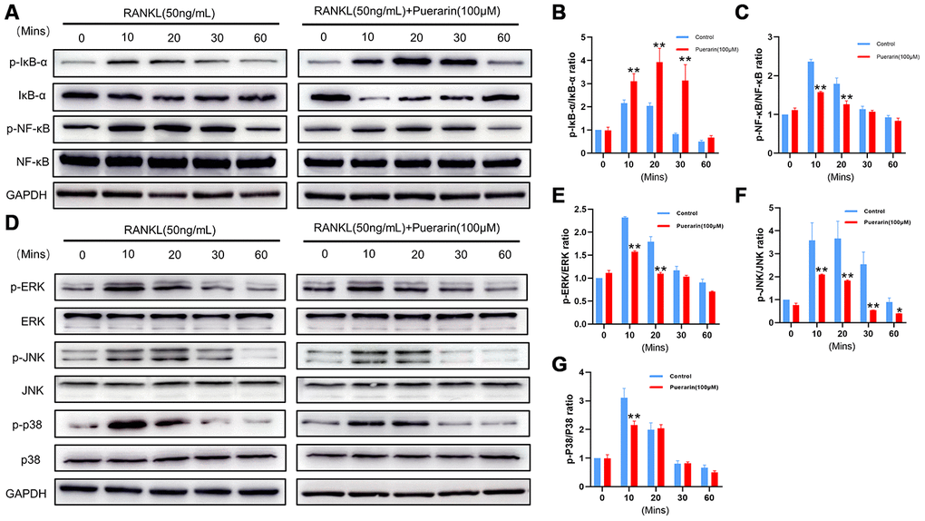 Puerarin inhibits RANKL-induced osteoclast differentiation by suppressing the NF-κB and MAPK signaling pathways. (A) Representative western blot images show the levels of p-IκBα, IκBα, NF-κB-p65, and p-NF-κB-p65 at 0, 10, 20, 30 and 60 mins in the RANKL- andRANKL+puerarin-treated RAW264.7 cells. (B–C) The histograms show the relative levels of p-IκBα and p-NF-κB proteins at 0, 10, 20, 30 and 60 min in the RANKL-, and RANKL+puerarin-treated RAW264.7 cells. Note: n=3 per group; *P 0.05 **P 0.01 vs. the RANKL-induced group. (D) Representative western blot images show the levels of ERK, p-ERK, JNK, p-JNK, P38 and p-P38 MAP kinases at 0, 10, 20, 30 and 60 min in the RANKL-, and RANKL+puerarin-treated RAW264.7 cells. (E–G) The histograms show the relative levels of the p-ERK, p-JNK, and p-p38 proteins at 0, 10, 20, 30 and 60 min in the RANKL-, and RANKL+puerarin-treated RAW264.7 cells. Note: n=3 per group, *P 0.05, **P 0.01 vs. the RANKL-induced group at the same time point.