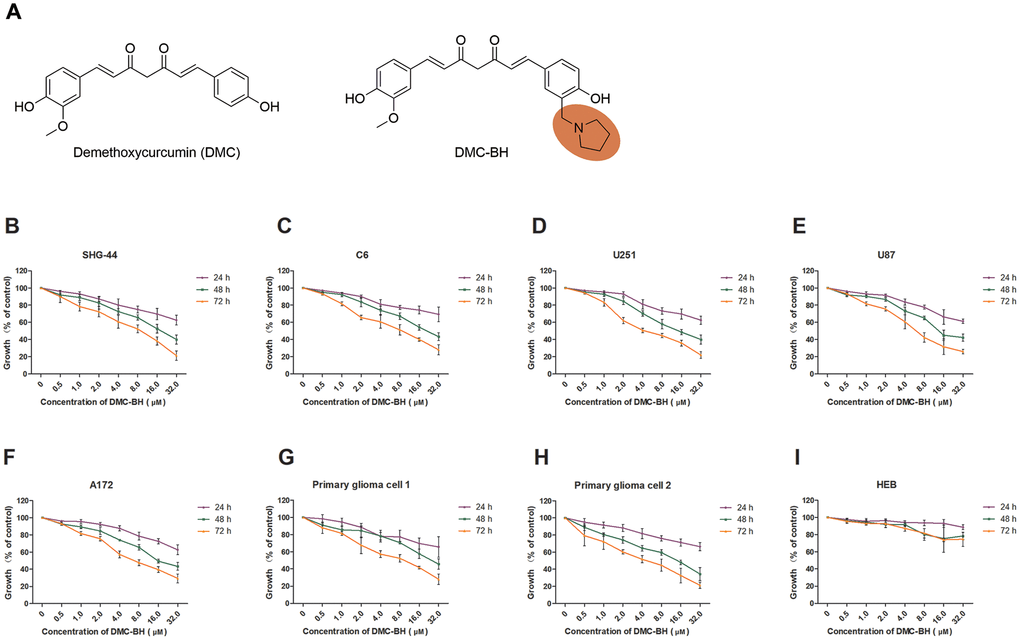 DMC-BH inhibited the viability of different glioma cells but had minor effects on normal (HEB) cells. (A) The chemical structures of DMC and DMC-BH. (B–H) An MTT assay showed that DMC-BH inhibited the viabilities of SHG-44, C6, U251, U87, A172 and primary glioma cells in a dose- and time-dependent manner. (I) An MTT assay showed that treatment with DMC-BH had little toxic effect on normal (HEB) cells. The values are expressed as mean ± SEM (n = 3 per group).