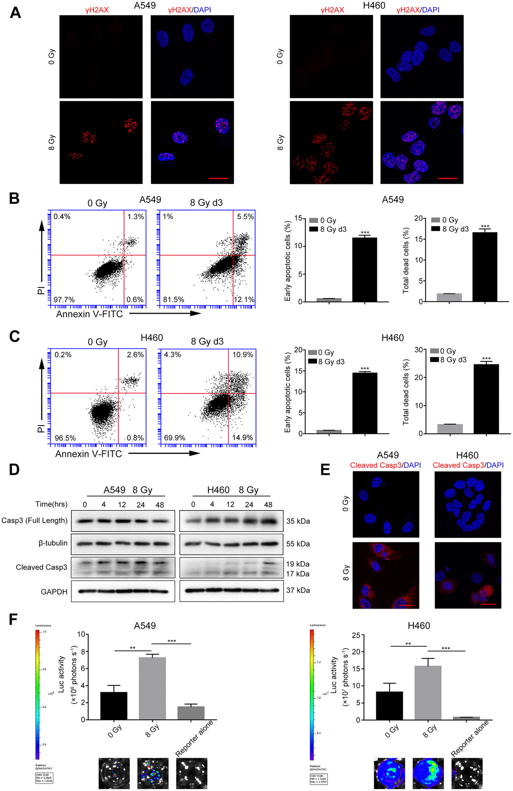 Radiations induce DNA damage, caspase-3 activation, and tumor repopulation in NSCLC cells. (A) Confocal images of immunostained A549 and H460 cells showing γH2AX foci following 8 Gy irradiation at 48 h. Scale bars: 25 μm. (B, C) The left panel shows flow cytometry analysis of A549 (B) and H460 (C) cell death after 0 Gy or 8 Gy irradiation on day 3. Apoptosis was monitored by Annexin V/propidium iodide (PI) double staining. The right panel shows quantitative analysis of early apoptosis and total cell death in 0 Gy- or 8 Gy-irradiated A549 (B) and H460 (C) cells (***pt test, n = 3). (D) Cleaved caspase-3 induced by 8 Gy radiations was assayed by western blotting, and β-tubulin and glyceraldehyde 3-phosphate dehydrogenase (GAPDH) served as loading controls. (E) Representative confocal images of immunostained A549 and H460 cells showing cleaved caspase-3 following exposure to 8 Gy radiations on day 3. Scale bars: 25 μm. (F) The 8 Gy-irradiated NSCLC cells promoted the growth of living NSCLC reporter cells. The upper panel depicts luciferase activities showing the growth of A549 Fluc and H460 Fluc cells that were seeded alone or with 0 Gy- or 8 Gy-irradiated NSCLC cells. The lower panel shows the representative bioluminescence images (**ppn = 4).