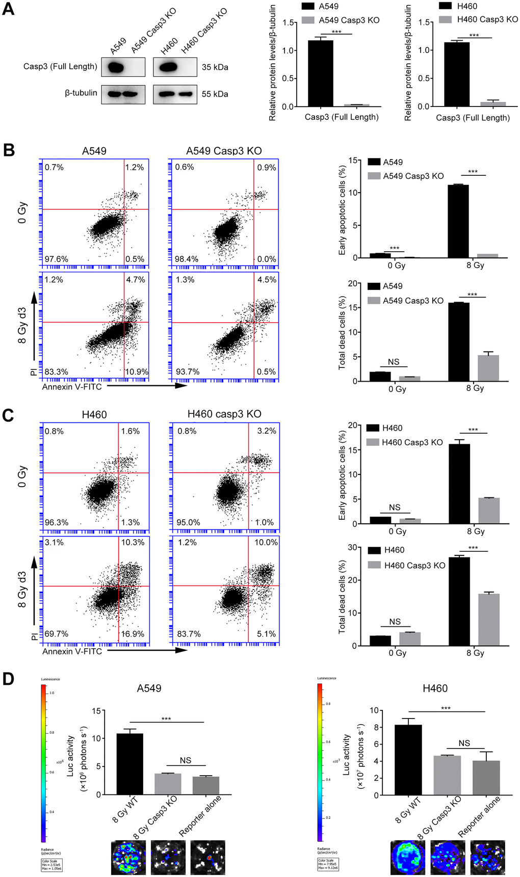 Casp3 KO attenuates radiation-induced apoptosis and growth-promoting effect of dying NSCLC cells. (A) Western blot analysis of the expression of caspase-3 in Casp3 KO A549 and H460 cells generated using the CRISPR/Cas9 system. β-tubulin was used as the loading control (***pt test, n = 3). (B, C) The left panel shows the flow cytometry analysis of cell death in A549 and A549/Casp3 KO (B) and H460 and H460/Casp3 KO (C) cells following irradiation. Apoptotic cells were analyzed by Annexin V/propidium iodide (PI) double staining. The right panel shows the quantitative analysis of early apoptosis and total cell death in 0 Gy- or 8 Gy-irradiated control and A549/Casp3 KO (B) and H460/Casp3 KO (C) cells (***pt test, n = 3). (D) Casp3 KO significantly decreased the growth-promoting effect of 8 Gy-irradiated NSCLC cells on living NSCLC reporter cells. The upper panel depicts the luciferase activities showing the growth of A549 Fluc or H460 Fluc cells that were seeded with 8 Gy-irradiated wild-type or Casp3 KO cells or alone. The lower panel shows the representative bioluminescence images (***pn = 4).