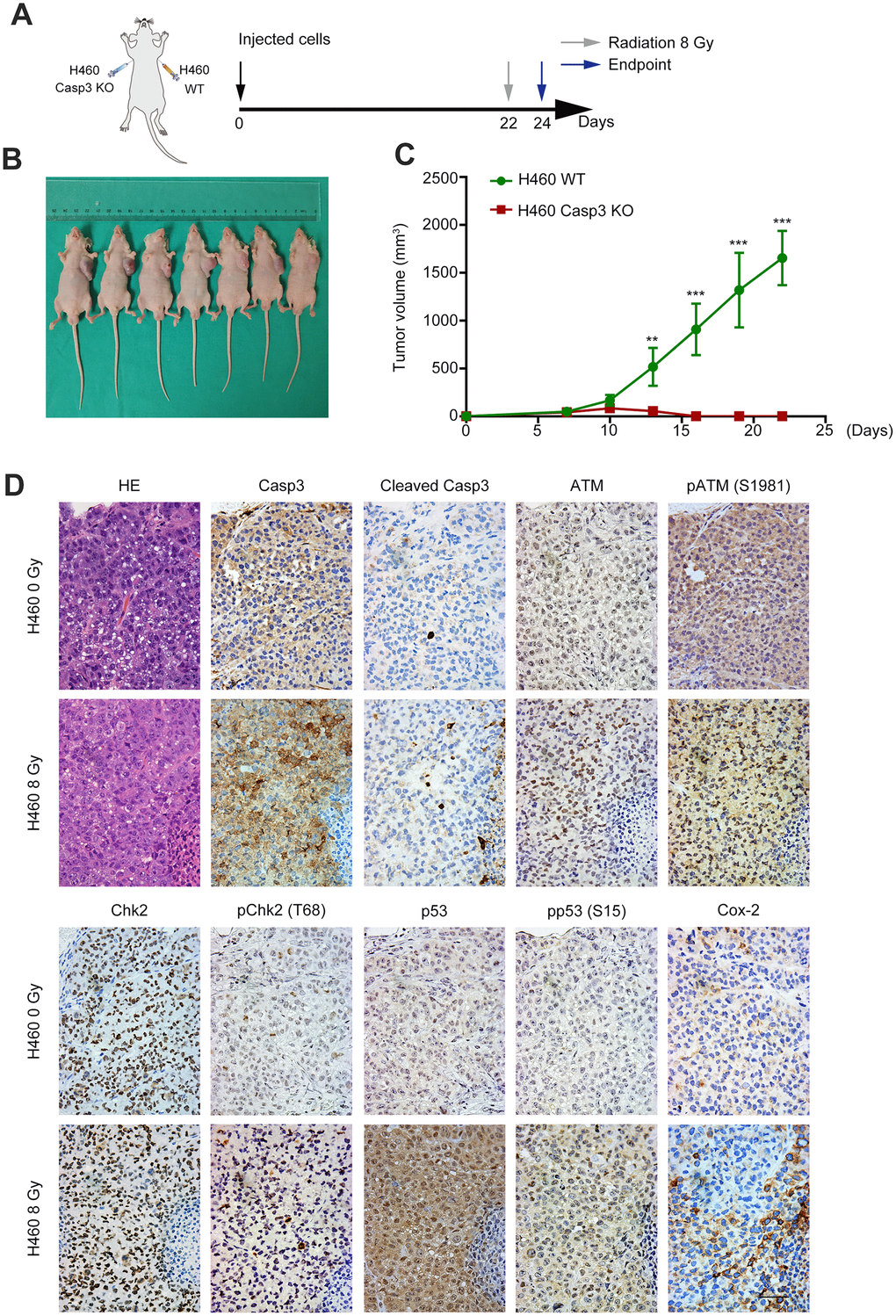 Casp3 KO inhibits tumor formation, and radiations activate the ATM/p53/Cox-2 axis in vivo. (A) Treatment scheme for nude mice. (B) Images of tumors obtained on day 22. (C) The tumor volume of xenografts was measured with calipers every 2 or 3 days (**ppt test, n = 7). (D) Representative photomicrographs of hematoxylin and eosin (H&E) and immunohistochemical staining of caspase-3, cleaved caspase-3, ATM, pATM (S1981), Chk2, pChk2 (T68), p53, pp53 (S15), and Cox-2 in tumor tissues. Scale bars: 50 μm.