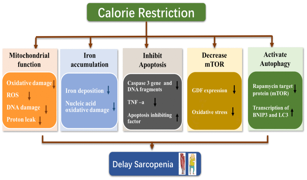 Possible mechanism of calorie restriction delaying sarcopenia.