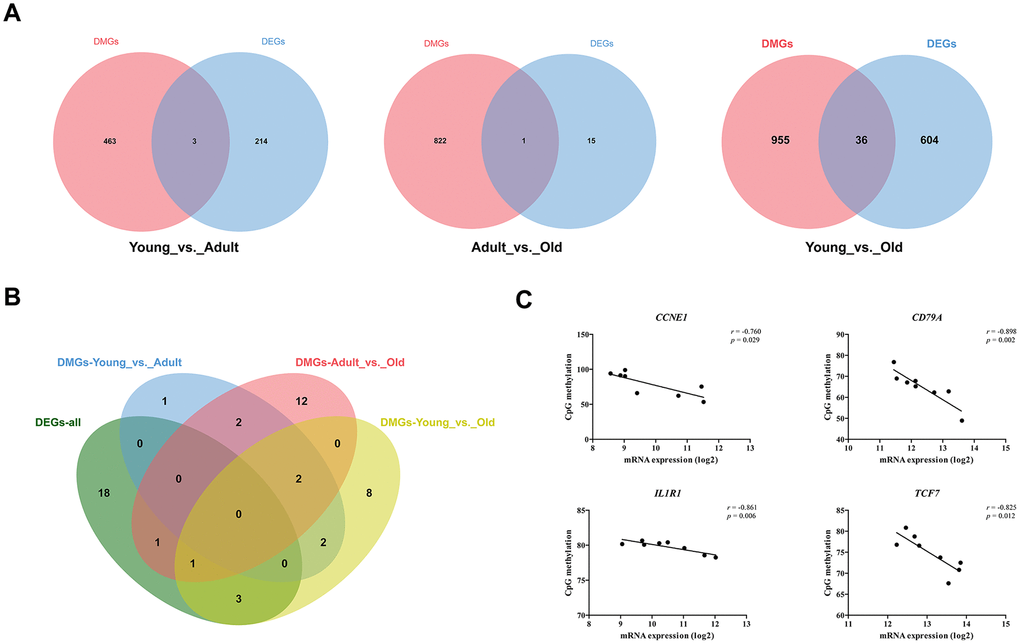 Combined analysis of transcriptome and methylation data. (A) Venn diagram of DEGs and DMGs in different groups. (B) Venn diagram of KEGG pathway significantly enriched by DEGs and DMGs. (C) A scatter plot and trend line (Pearson correlation) showing correlation between the log2 ratios of CCNE1, CD79A, IL1R1, and TCF7 expression from transcriptome and CpG methylation.