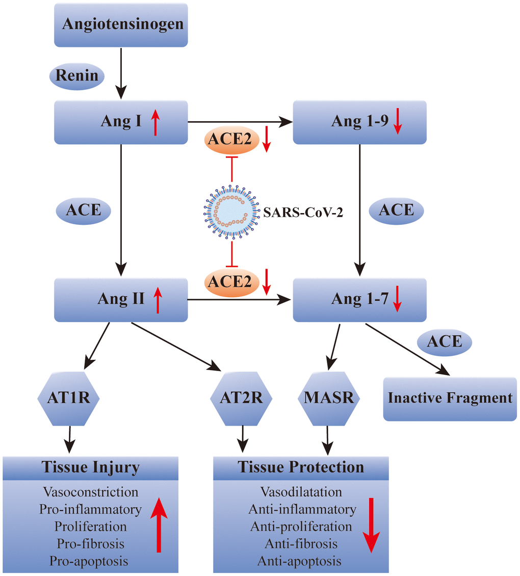 SARS-CoV-2 affects the renin-angiotensin system via ACE2. ACE: angiotensin converting enzyme; Ang: angiotensin; AT1R: Ang II type 1 receptor; AT2R: Ang II type 2 receptor; MASR: MAS receptor.