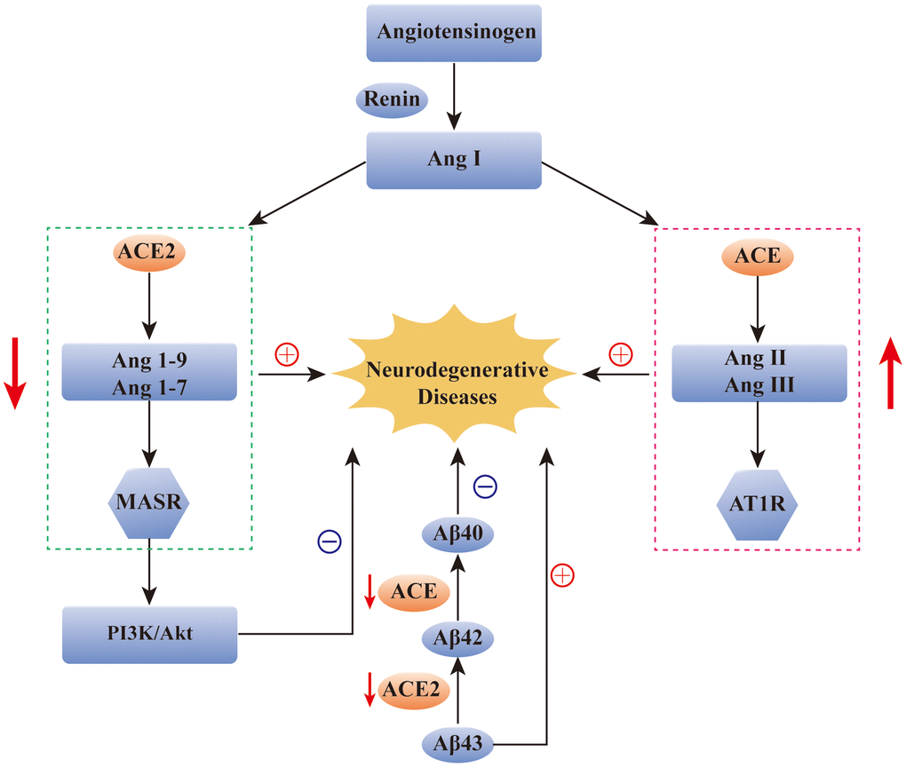 The role of ACE2 in neurodegenerative diseases. Reduction of ACE2 and ACE levels has been found in many neurodegenerative diseases, such as AD, PD and MS. The over-activation of ACE/Ang2/AT1 pathway and the imbalance of ACE2/Ang(1-7)/Mas pathway have been found to be closely related to the occurrence of AD. In addition, ACE2/Ang(1-7)/Mas pathway can alleviate the symptoms of AD by regulating the PI3K/Akt signaling pathway. ACE and ACE2 are also involved in the transformation of Aβ protein in AD patients. ACE: angiotensin converting enzyme; Ang: angiotensin; AT1R: Ang II type 1 receptor; Aβ: amyloid-β; MASR: MAS receptor.
