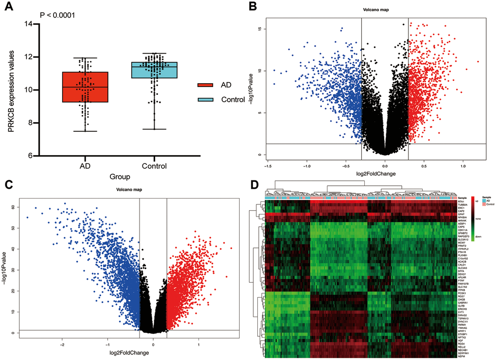 Differential expression gene analysis. The expression of PRKCB in AD and non-dementia controls (A) Volcano plot of the AD / control (B) and PRKCB-low / high group (C) blue, black and red indicate down-regulated, non-significant and up-regulated DEGs, respectively. The heatmap of the top 25 down-regulated and up-regulated DEGs (D) AD: Alzheimer’s disease, DEGs: differential expression genes.