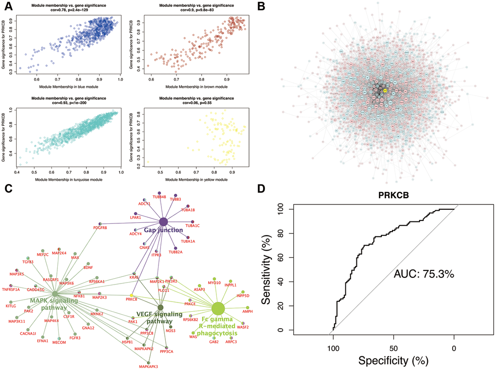Module-pathway regulatory network and AUC analysis. Scatterplot of module membership vs. gene significance (A) Global regulatory network of turquoise module (B) node size represents the degree of gene connectivity; yellow and blue indicate low expression of gene, whilst red represents high expression. The intersection pathways of PRKCB (C) yellow indicates the low PRKCB expression. Performance evaluation of AUC analysis (D) AUC: area under the curve.