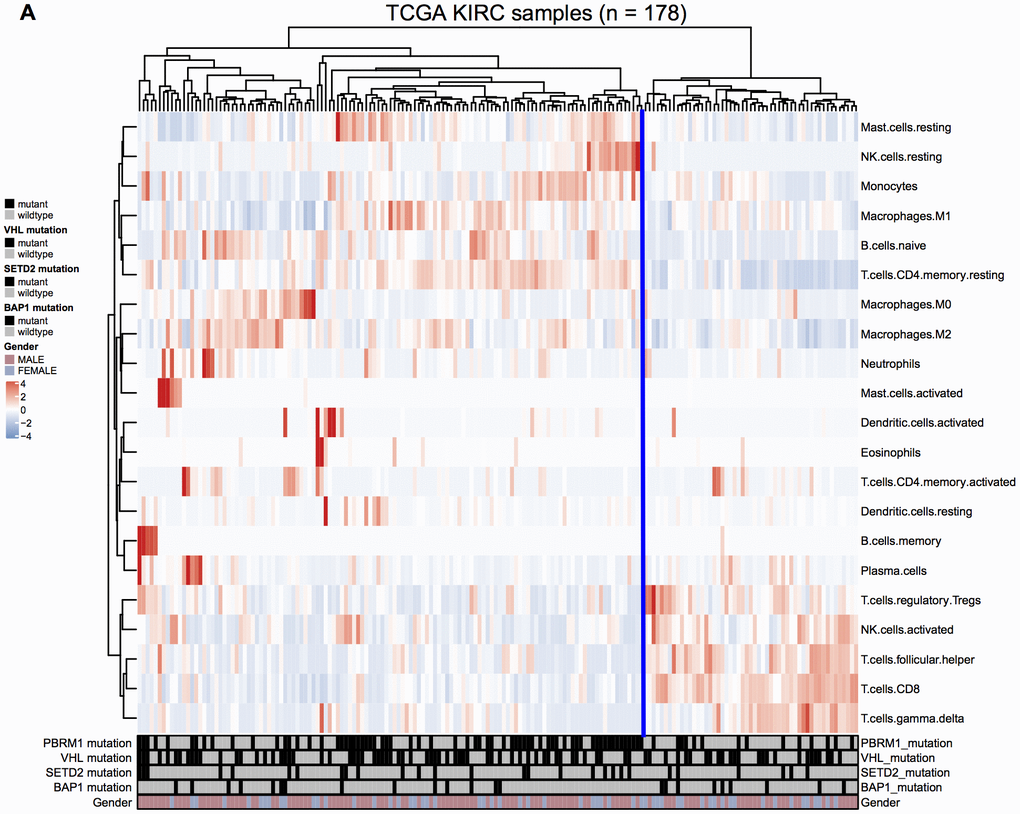 Immune cell landscape of ccRCC samples. (A) The distributions of twenty-two different immune cell types in the 178 ccRCC samples from the TCGA KIRC database are shown.