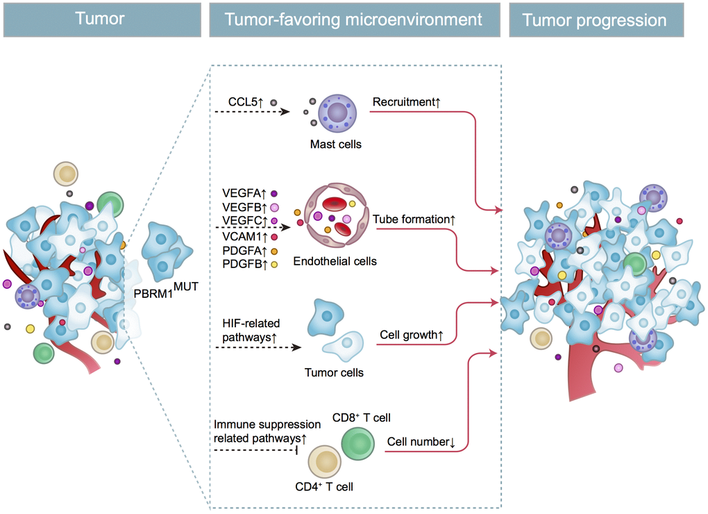 Schematic representation shows the mechanism through which PBRM1MUT ccRCC cells modulate tumor microenvironment and promote ccRCC progression. The PBRM1 mutant ccRCC cells secrete CCL5 cytokines that promote mast cell recruitment into the TME. The mast cells secrete several factors such as VEGFA, VCAM1, and PDGFA that stimulate angiogenesis. The mast cells also reduce the infiltration of CD8+ T cells and CD4+ T cells. Simultaneously, PBRM1 mutations facilitate tumor cell growth by activating intrinsic HIF signaling pathways. The complex interactions between the mast cells, epithelial cells, T cells, and ccRCC tumor cells in the TME are aided by several cytokines and chemokines that are secreted by these cells regulates tumor progression.