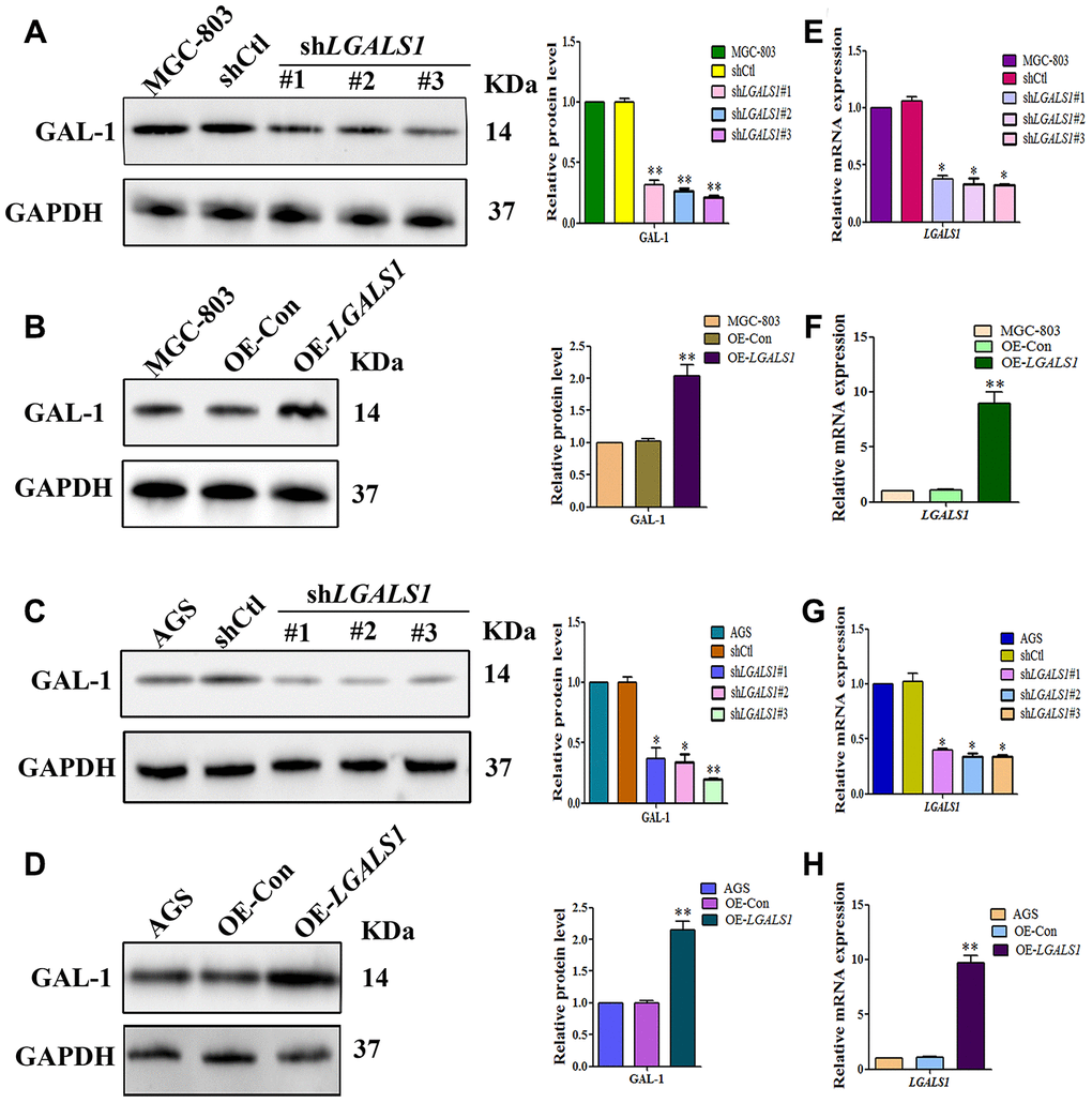 Lentiviral vectors were used to overexpress or silencing LGALS1 using 3 shRNAs. Western blot analysis showing decreased GAL-1 protein expression in (A) MGC-803 cells, and (C) AGS cells transfected with LGALS1 shRNAs, compared with cells transfected with control shRNA (shCtl). Western blot showing GAL-1 protein expression following overexpression of LGALS1 (OE-LGALS1) compared to the empty vector (OE-Con) in (B) MGC-803 cells, and (D) AGS cells. Reduced expression levels of LGALS1 mRNA in (E) MGC-803 cells, and (G) AGS cells transfected with LGALS1 shRNAs. Increased expression levels of LGALS1 with OE-LGALS1 in (F) MGC-803 cells, and (H) AGS cells transfected with OE-LGALS1. GAPDH was used as a loading control. (All n = 3, *P **P 