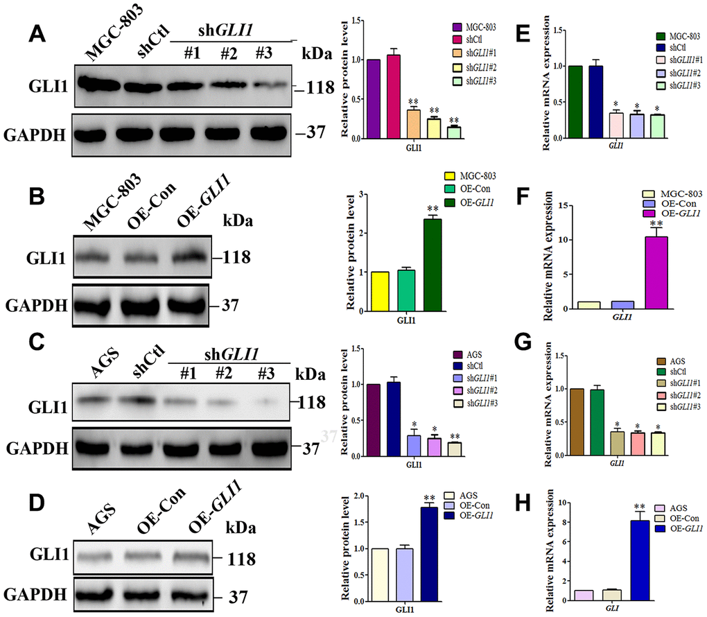 Lentiviral vectors were used to overexpress or silencing GLI1. Western blot analysis of GLI1 protein expression in (A) MGC-803 cells, and (C) AGS cells transfected with control shRNA (shCtl) or different GLI1 targeting sequences (shGLI1#1, shGLI1#2, shGLI1#3). Western blot showing GLI1 protein expression following overexpression of GLI1 (OE-GLI1) or the empty vector (OE-CON) transfection in (B) MGC-803 cells, and (D) AGS cells. Expression levels of GLI1 mRNA in (E and G) shGLI1 transduced and untransduced cells, and (F and H) OE-GLI1 transduced and untransduced cells. GAPDH served as a loading control. (n = 3, *P **P 