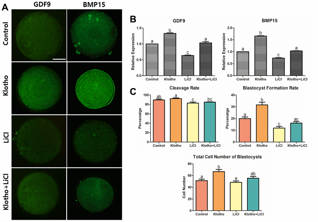 Co-treatment of KP and LiCl during IVM and their effects on oocyte competence. (A) Expression levels of GDF9 and BMP15 in mature porcine oocytes. More than 20 oocytes from each group were used for the staining. X400 Magnification. (B) Treatment with KP significantly increased the competence of the oocytes, while treatment with LiCl decreased the competence. (C) Co-treatment of KP and LiCl. KP and LiCl had significant inverse effects on the cleavage rate and blastocyst formation rate compared to those observed in the control group, and the KP-treated group had the highest total number of blastocysts among all groups. A total of six replicates were performed. Bars with letters indicate significant differences (P 