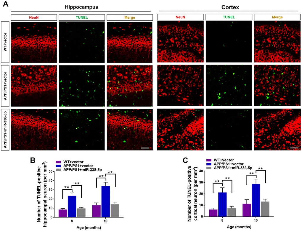 MiR-338-5p retarded apoptotic loss of neurons in APP/PS1 mice. (A) The representative immunofluorescent images of TUNEL-positive neurons in 8-month-old WT and APP/PS1 mice. Green staining indicated TUNEL-positive cells and red staining indicated neurons. (B, C) Quantification of TUNEL-positive neurons in hippocampus (B) and cortex (C) of 8-month-old or 10-month-old WT and APP/PS1 mice. Scale bar=50 μm. Results are presented as mean ± SD. n = 5 in each group. **P 