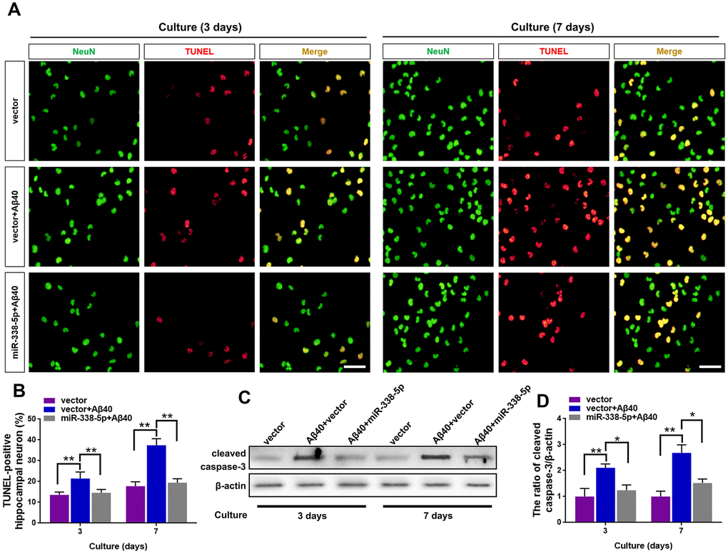 MicroRNA-338-5p alleviates neuronal apoptosis via directly 