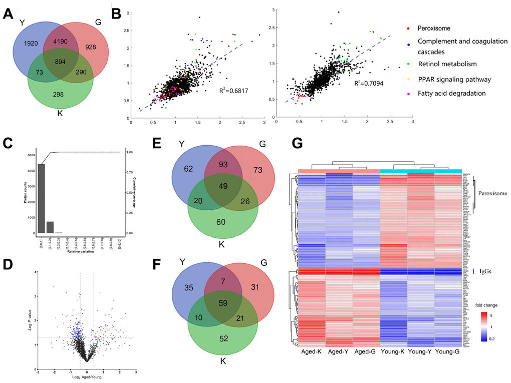 Differentially expressed proteins (DEPs) in young and aged mouse kidneys. (A) Comparison of three proteomic datasets: this study and (14, 16). (B) Scatter plots showing correlations between our data to G-dataset (left) and to K-dataset (right) (Red dot, Peroxisome; Blue dot, Complement and coagulation cascades; Green dot, Retinol metabolism; Yellow dot, PPAR signaling pathway; Pink dot, Fatty acid degradation). (C) Determination of the cut-off thresholds for DEPs. (D) Volcano diagram of DEPs between aged and young mouse kidneys. (E, F) Venn diagram comparing the up-regulated (E) and down-regulated (F) proteins in this study and (14, 16). (G) Hierarchical clustering of DEPs presented in all three datasets.