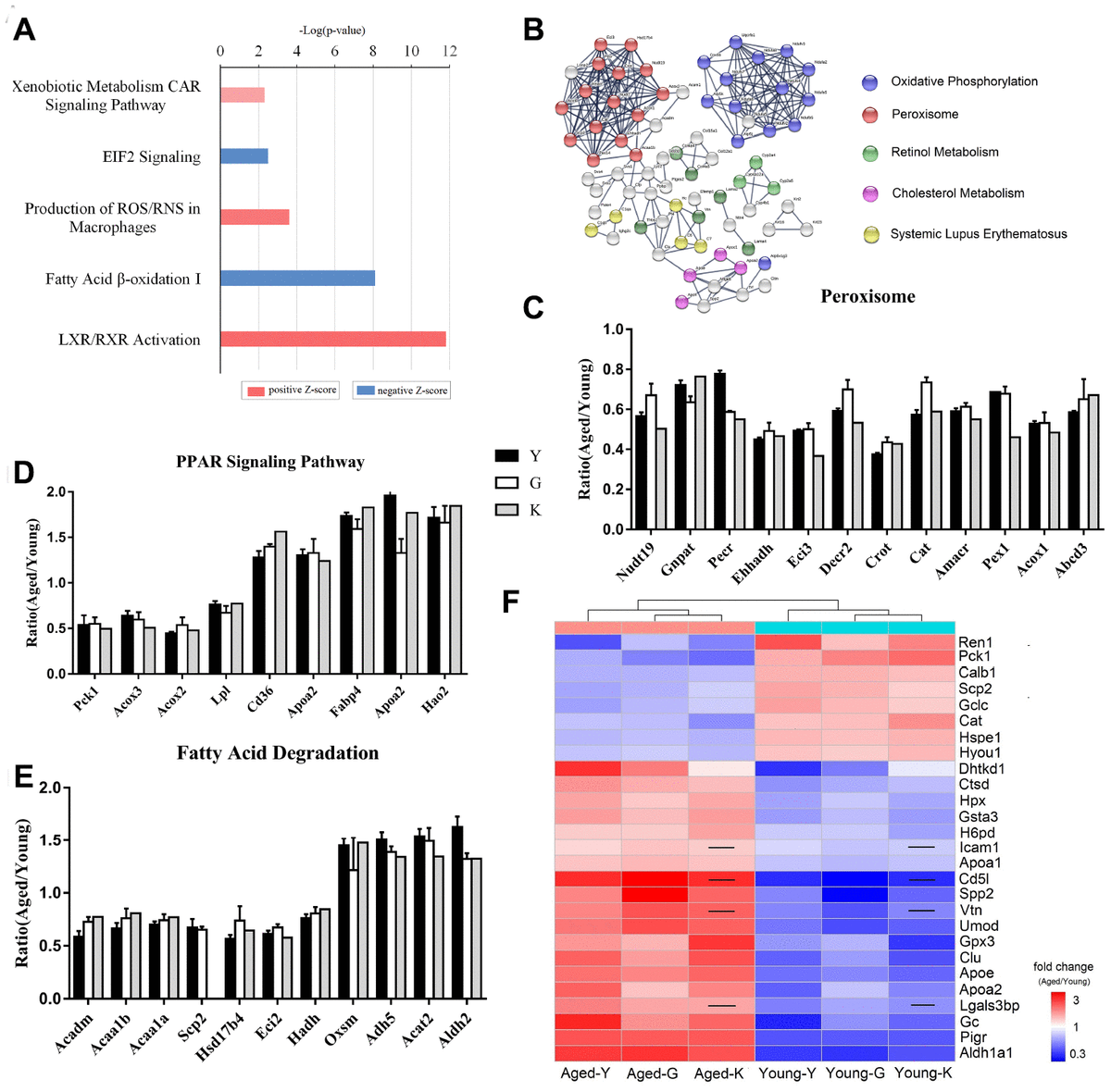 Comparative proteomic analysis identifies biomarkers for renal aging ...