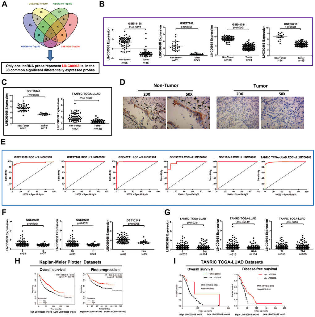 Decreased LINC00968 is related to the patient's pathological grade and prognosis in LUAD. (A) Identification of common significantly differentially expressed lncRNAs from four independent LUAD microarray analyses using the GEO2R analysis online tools. (B) The levels of LINC00968 expression were downregulated in tumor tissues compared with that of non-tumor lung tissues (GSE19188, GSE27262, GSE40791, and GSE30219). (C) LINC00968 expression in LAC and non-tumor tissues based on the data from the GSE18842 and TANRIC databases. (D) The levels of LINC00968 expression were validated by in situ hybridization histochemistry in tissue biopsies. (E) The area under the curve (AUC) of LINC00968 levels in LAC patients based on a microarray, ranged from 0.9501 to 1.000, proving that LINC00968 was an effective diagnostic molecular marker for LAC patients. (F) Low LINC00968 expression was associated with advanced disease stages in the GSE50081 and GSE30219 datasets (clinical stages, N stages, and T stages). (G) Based on the TANRIC database, the relationship between LINC00968 expression and advanced disease stages was further validated (clinical stages, N stages, and T stages). (H) Kaplan-Meier overall survival curves and Kaplan-Meier estimates of time to the first progression for patients with LAC classified according to relative LINC00968 expression level. (I) Low expression of LINC00968 was associated with shorter overall survival and disease-free survival time.