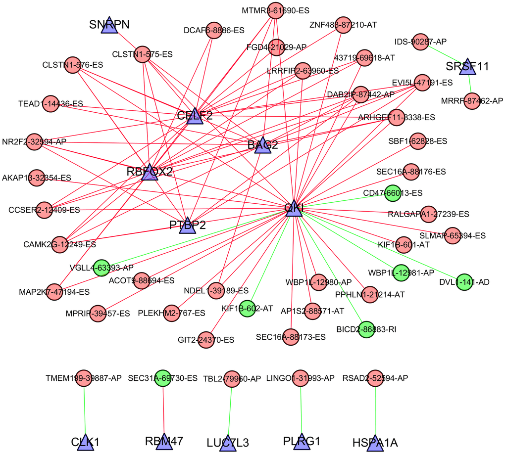 Correlation network between the expression of splicing factors and PSI values of AS events generated using Cytoscape. Triangle bubbles represent splicing factors. Red/green round bubbles represent adverse/favourable AS events. Red/green lines represent positive/negative correlations between substances.
