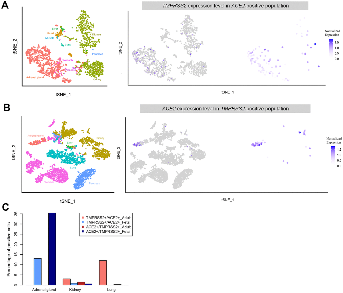 Single-cell expression profiles of ACE2 and TMPRSS2 reveals potential ...