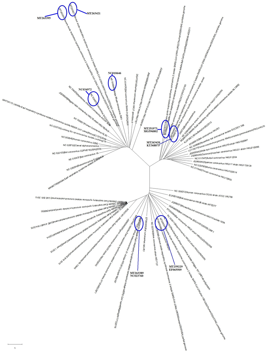 The evolutionary tree of common coronaviruses that infect other organisms and their phylogenetic comparisons with SARS-CoV-2. These common coronavirus strains could be grouped into 3 clades, with 6 of the coronavirus strains being particularly close to the SARS-CoV-2 in evolution.