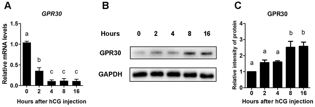 GPR30 protein accumulated in COCs after LH/hCG injection. PMSG-primed female mice were injected with hCG, and the COCs in the ovaries were collected at 0, 2, 4, 8, and 16 h. The mRNA levels of GPR30 were measured using RT-qPCR. (A) The protein levels of GPR30 were detected using western blot (B), and the bands were quantified using gray scanning (C). Data are represented as fold induction relative to the unstimulated control (0 h). The bars of panels A and C are represented as average±SEM. Different lowercase letters indicate significant differences among the different groups (p
