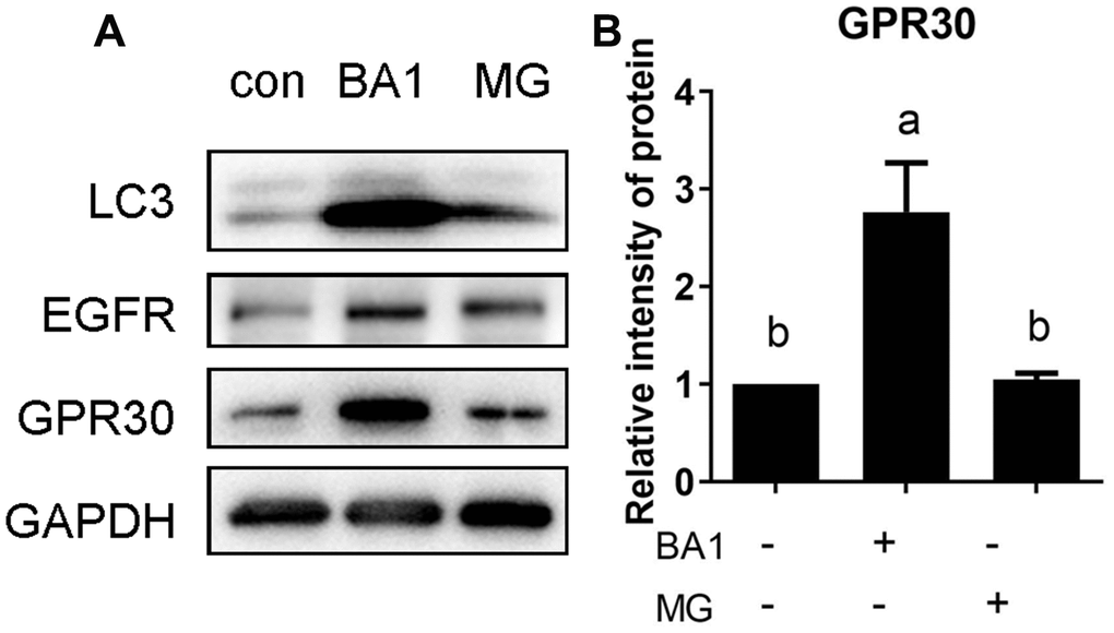 The GPR30 protein is degraded via the lysosomal pathway. FGCs were treated with the lysosome inhibitor BA1 or proteasome inhibitor MG132 (MG) for 4 h, GPR30 was detected using Western blot (A), and the quantification of GPR30 protein levels are shown in the diagram (B). Data are presented as fold induction relative to the unstimulated control. Bars are presented as the average±SEM. Different lowercase letters indicate significant differences between groups (p