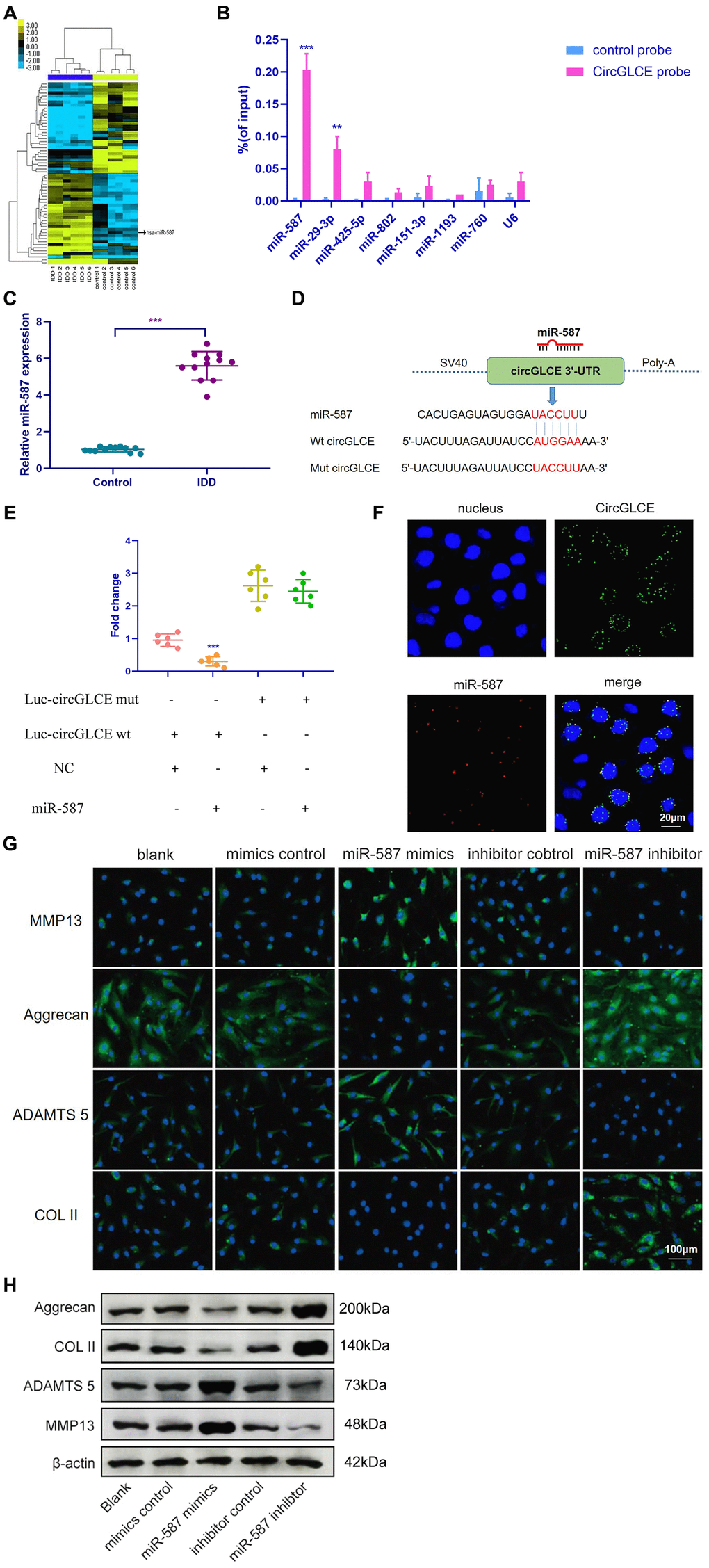 CircGLCE serves as a miR-587 sponge in NP cells. (A) Differentially expressed miRNAs in degenerative NP samples were identified with high-throughput sequencing. (B) Following RNA pull-down experiments performed with a CircGLCE probe, RT-qPCR indicated significantly high miR-587 levels. The relative levels of CircGLCE were normalized to the input levels (***P C) RT-qPCR demonstrated that miR-587 was upregulated in IDD (n=12, **P D) The binding sites in CircGLCE for miR-587 were analysed by a bioinformatic approach. (E) NP cells were co-transfected with miR-587 mimics/negative controls and luciferase reporter constructs for wild-type or mutant CircGLCE. Dual luciferase assays demonstrated binding between miR-587 and CircGLCE (n=6, *** PF) FISH showed the colocalization of CircGLCE and miR-587 in NP cells. The miR-587 probe was labelled with Alexa Fluor 488, the CircGLCE probe was tagged with Cy3, and the nuclei were stained with DAPI. (G) The ECM enzymes were effectively regulated by overexpressing or knocking down miR-587. *** PH) Western blot analysis (n=3) confirmed the results in (G). Data are the mean ± SEM.