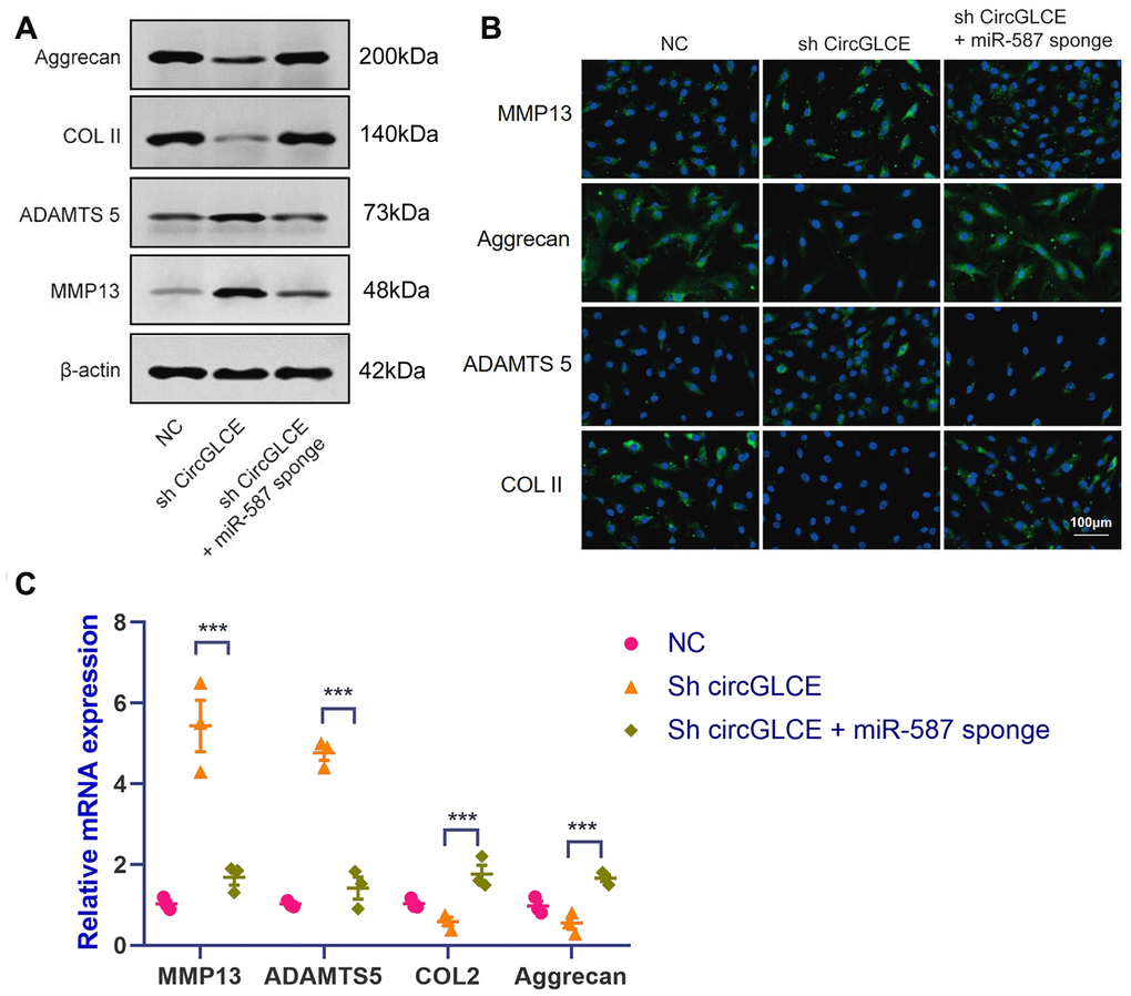 Silencing miR-587 reverses disc degeneration induced by CircGLCE downregulation. After transfecting NP cells with sh-CircGLCE, the combined sh-CircGLCE and miR-587 sponge adenovirus, or the control, (A) the levels of ECM markers were measured with western blotting (n=3); (B) the levels of ECM markers were measured with FISH; (C) the expression levels of ECM markers were measured with RT-qPCR (n=3, ***P 