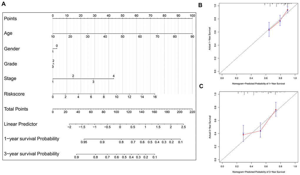 Nomogram model construction and prediction. (A) The nomogram model which includes the protein-based risk signature, age, gender, tumor grade and TNM stage is developed. The total nomogram score for each patient can be easily calculated based on the risk score and the clinicopathological parameters, which is then used to predict the 1-year and 3-year survival probability. (B, C) The calibration plots demonstrate that the nomogram model exhibits good predictability for 1-year OS and 3-year OS.